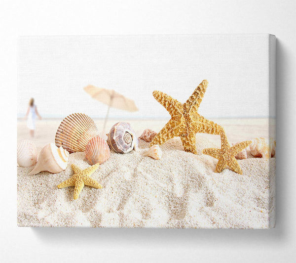 Seashells And Starfish On The Beach