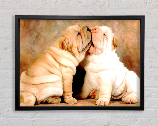 Shar Pei Puppies