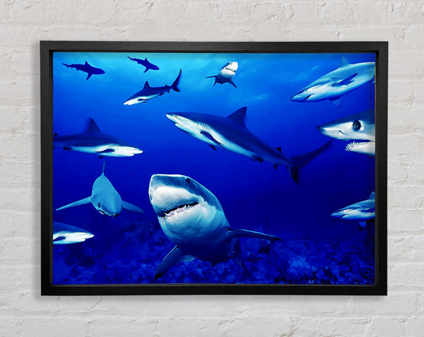 Sharks Ocean