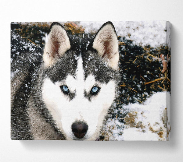 Siberian Husky Wolf