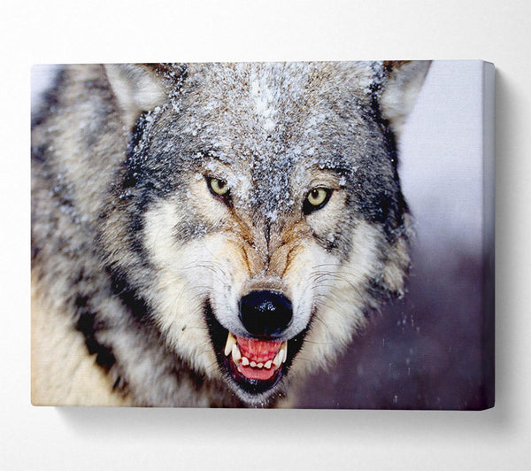 Snarling Gray Wolf