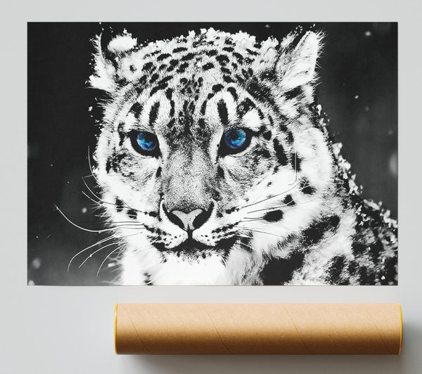 Snow Blue Eye Leopard