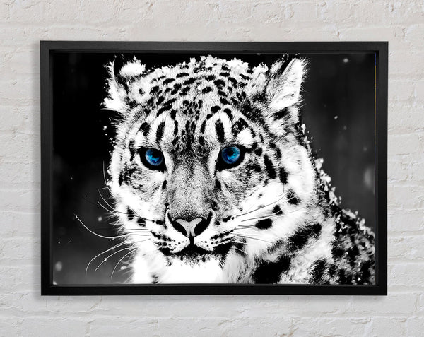 Snow Blue Eye Leopard