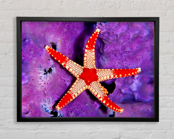 Starfish On Purple