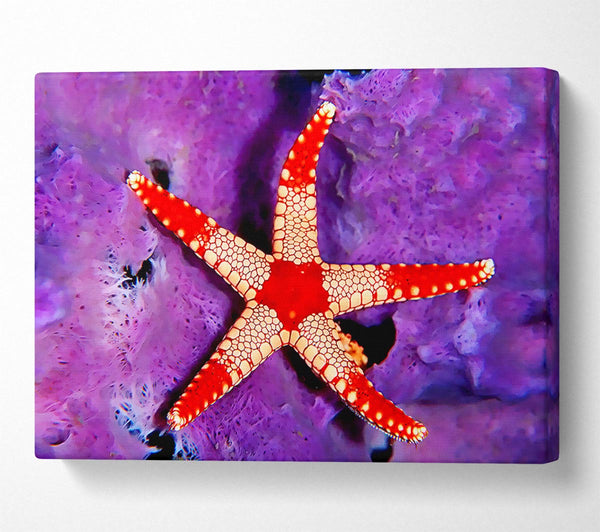 Starfish On Purple