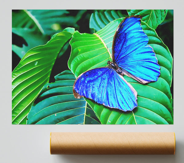 Stunning Blue Butterfly