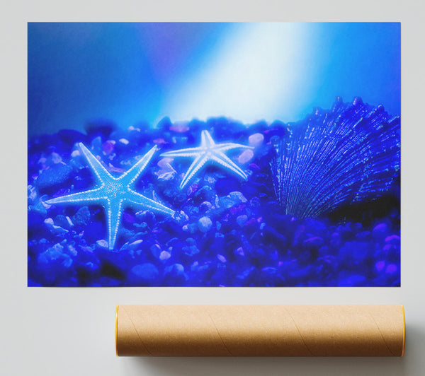 Stunning Blue Starfish