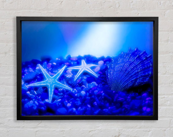 Stunning Blue Starfish