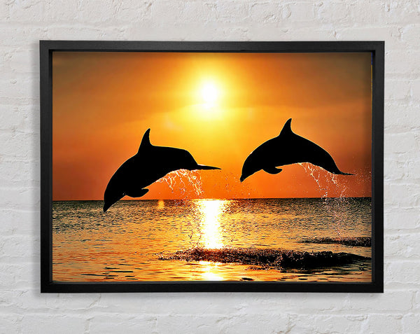 Sunset Dolphins