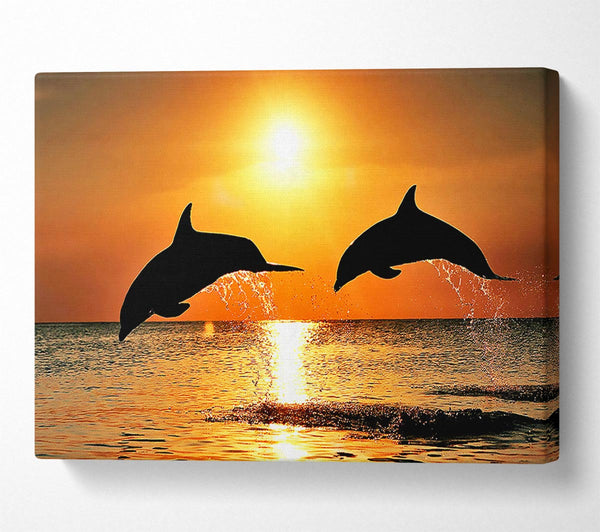 Sunset Dolphins