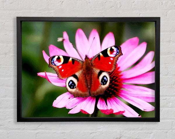 Symmetrical Butterfly