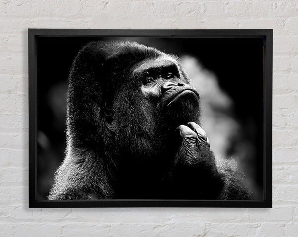 Thoughtful Gorilla B n W