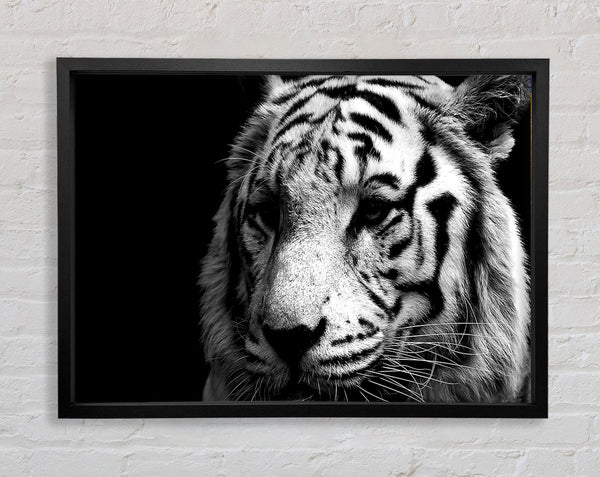 Tiger Black And White