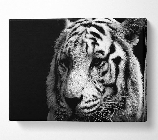 Tiger Black And White