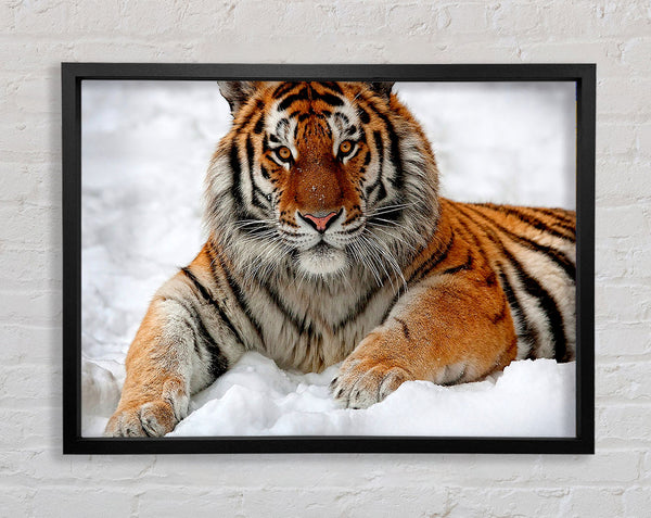 Tiger In Snow