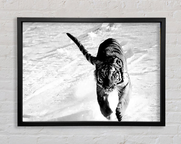 Tiger Running In Snow