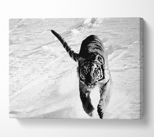 Tiger Running In Snow