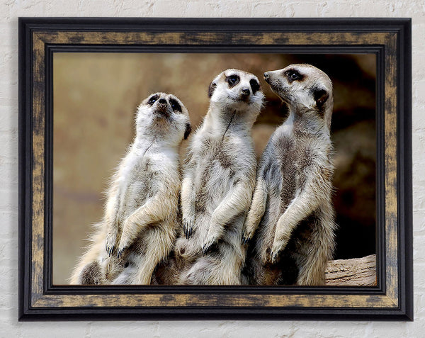 Trio Of Leaning Meerkats