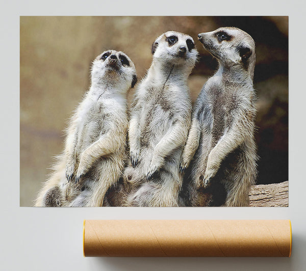 Trio Of Leaning Meerkats