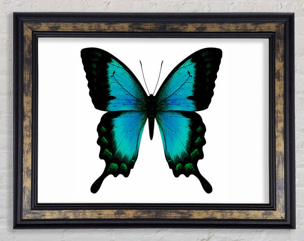 Turquoise Butterfly Wings