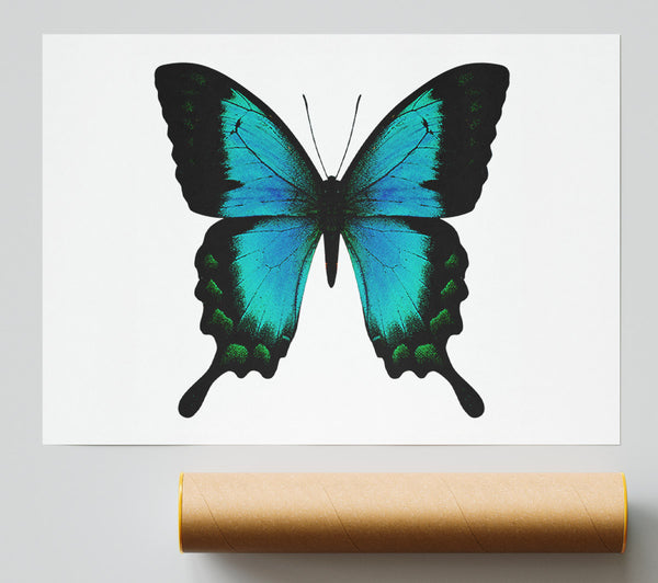 Turquoise Butterfly Wings