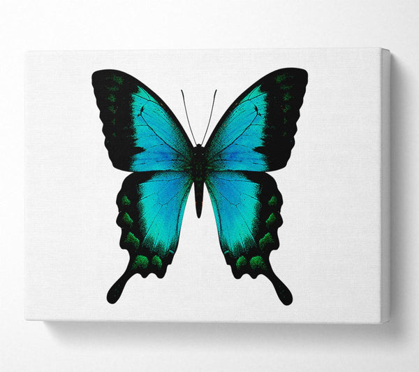 Turquoise Butterfly Wings