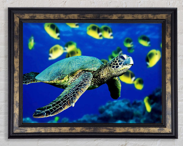 Turtle Ocean