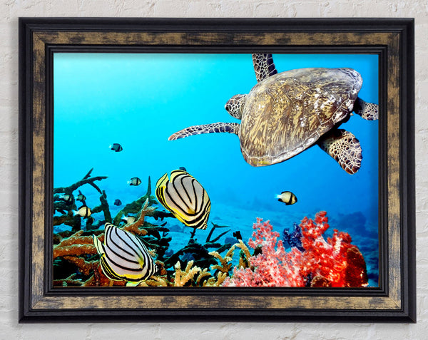 Underwater Turtle And Fish