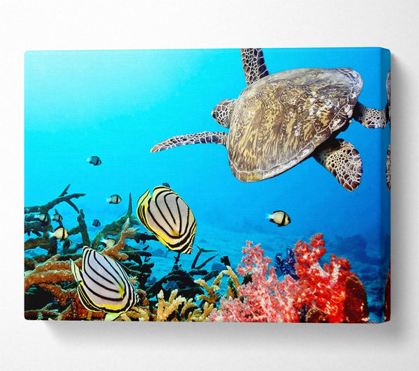 Underwater Turtle And Fish