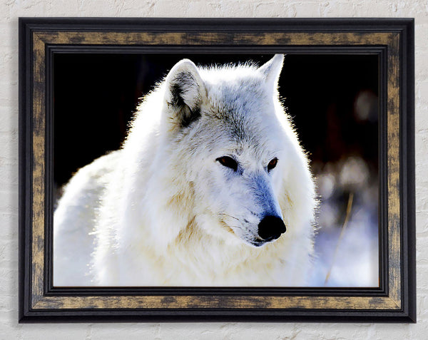 White Arctic Wolf