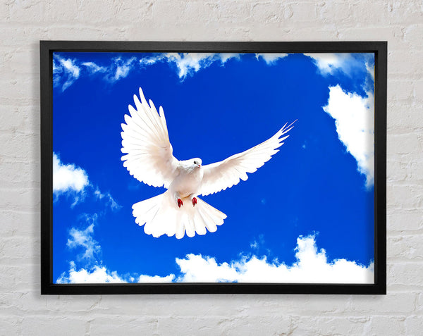 White Dove