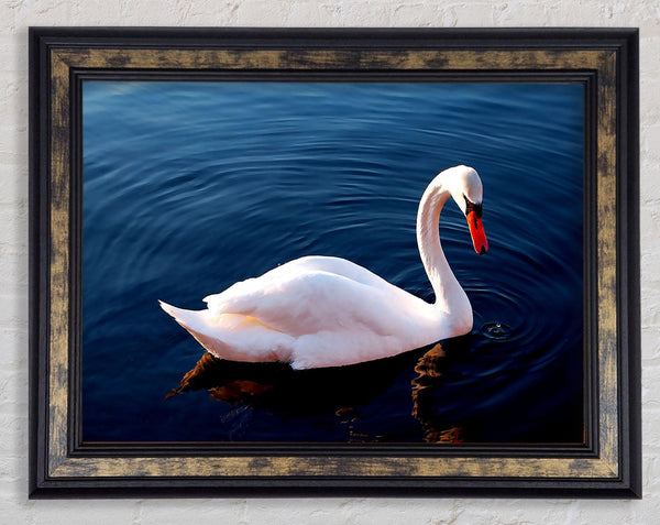 White Swan In Water