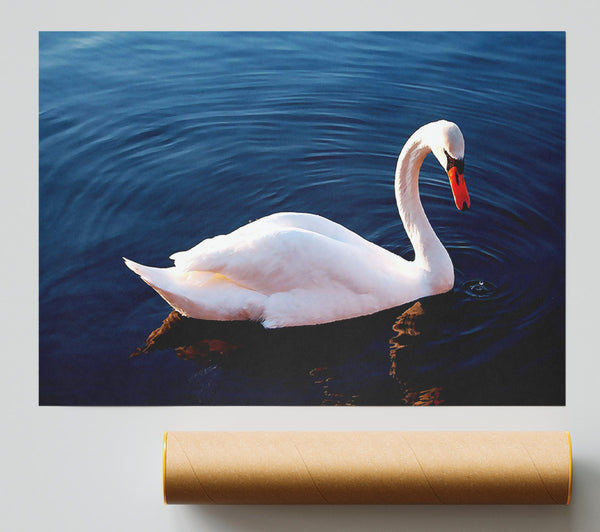 White Swan In Water