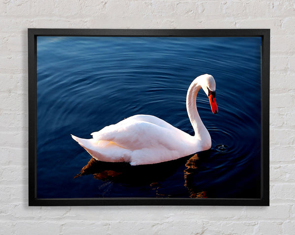 White Swan In Water