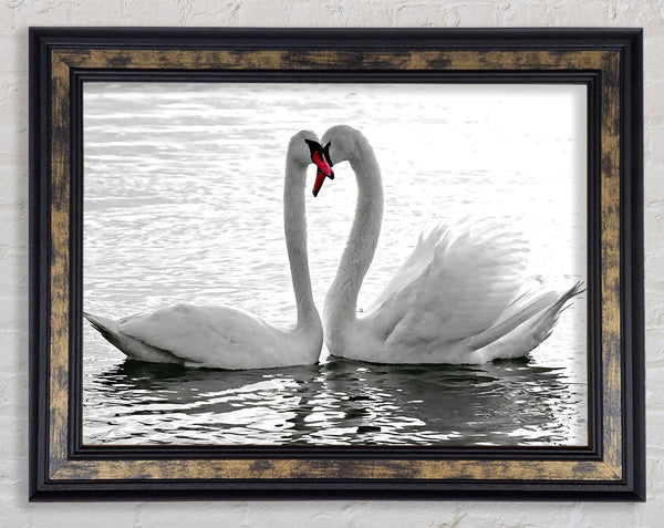 White Swans 2