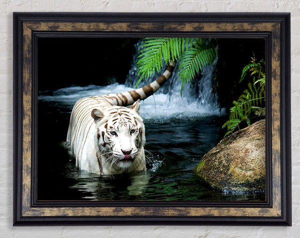 White Tiger Beautiful