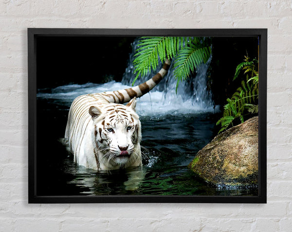 White Tiger Beautiful