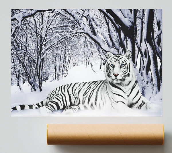 White Tiger In The Snow