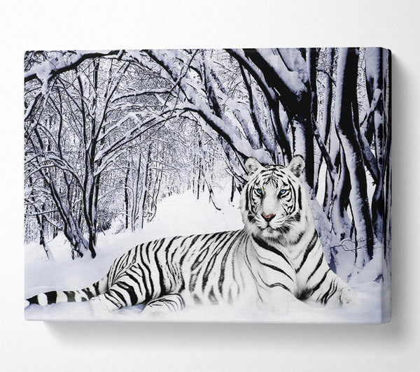 White Tiger In The Snow