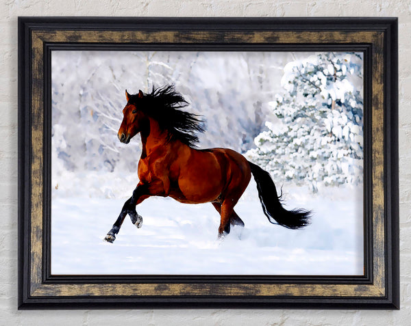 Wild Horse In The Snow