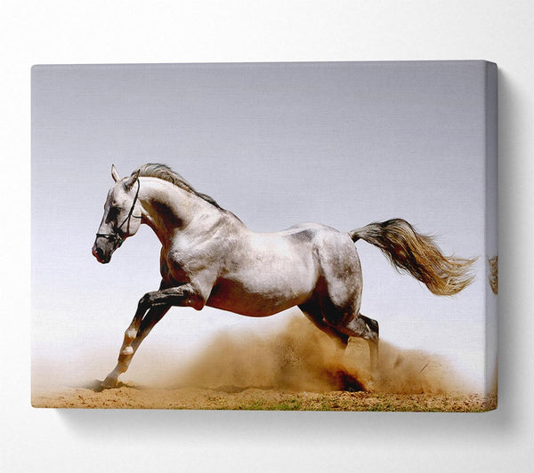 Wild Horse Running