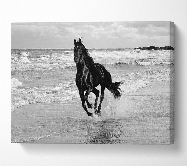 Wild Stallion In The Ocean