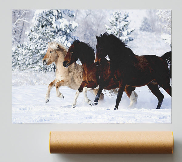 Wild Winter Horses Running