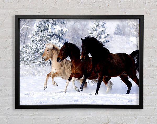 Wild Winter Horses Running