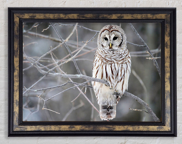 Winter Owl