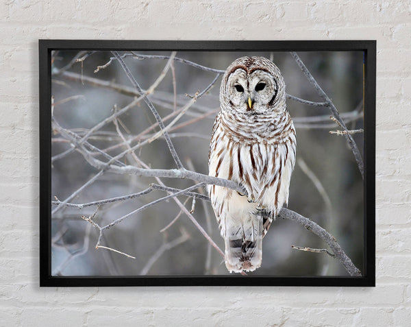 Winter Owl