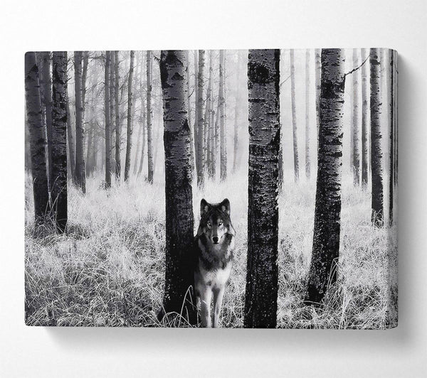 Wolf In The Forest