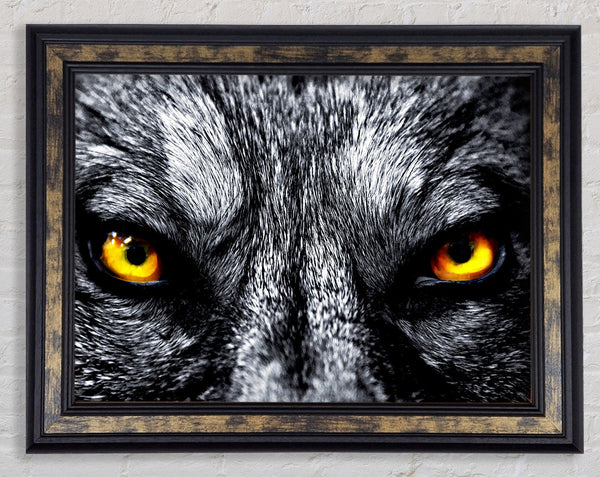 Yellow Wolf Eyes