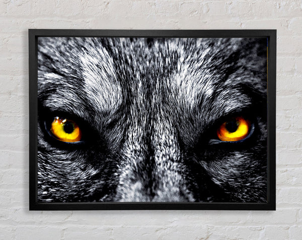 Yellow Wolf Eyes