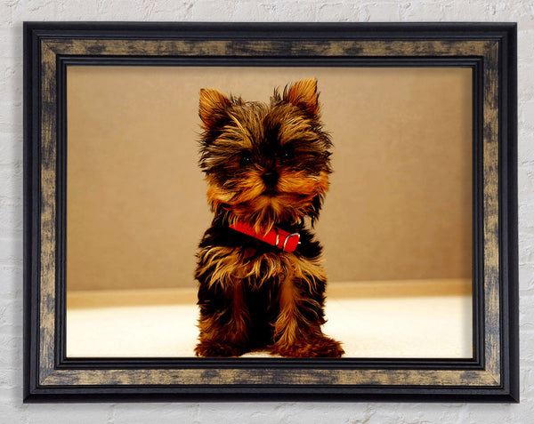 Yorkshire Terrier Puppy